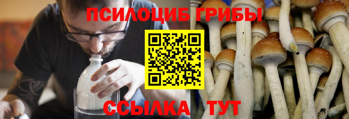 наркота  Вход с VPN  Псилоцибиновые грибы Psilocybe  Тайшет  Псилоцибиновые грибы GOLDEN TEACHER 